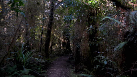 Mystic-pov-walk-through-scary-dark-jungle-forest-during-daytime