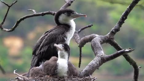 Two-fuzzy,-cute-Pied-Shag-chicks-in-nest-wait-for-food-to-be-delivered