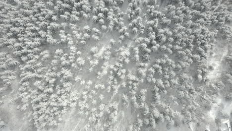 Aerial-top-view-of-snowy-pine-forest-in-wintertime,-beautiful-like-a-fairytale