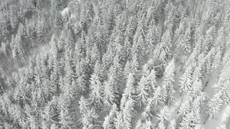 Fliegen-über-Weiß-Gefrorenen-Winterwald-Mit-Schneebedeckten-Kiefern,-Rechts-Abbiegen