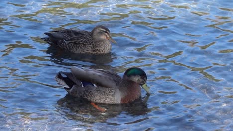 Colourful-pair-of-Mallard-ducks,-drake-and-hen,-float-on-clear-water