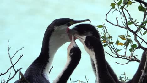 Baby-Pied-Shag-chicks-stimulate-mom-to-regurgitate-cormorant-food