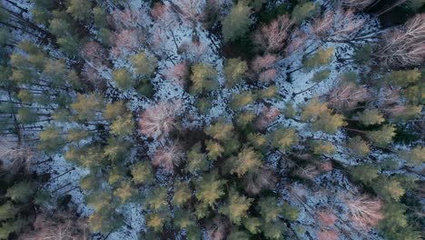 AERIAL:-Rotating-Top-Shot-of-Vast-Forest-in-Early-Spring-with-Snow-on-Forest-Floor