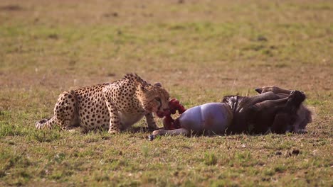 Wild-African-Cheetah-Predator-Eating-Dead-Wildebeest-Prey-With-Exposed-Flesh-and-Bone-in-Kenya,-Africa,-on-a-hot-dry-sunny-summer-day