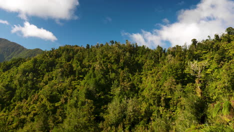 Panning-shot-of-green-jungle-during-sunny-day-and-blue-sky-in-New-Zealand