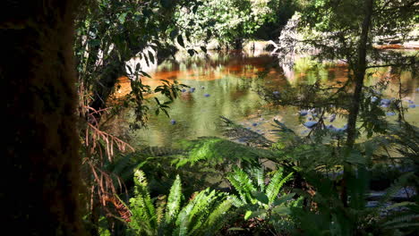 Slow-pan-shot-of-brown-colored-creek-during-sunlight-in-the-jungle-of-New-Zealand