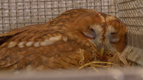 Close-view-of-a-brown-owl-on-a-cage-saved-from-animal-trafficking