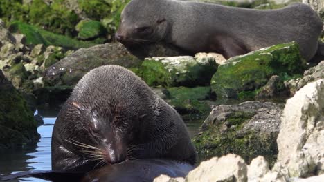 Massive-New-Zealand-Fur-Seal-relieves-itch-by-biting-his-big-belly