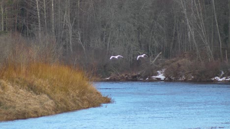 Two-swans-fly-over-the-river
