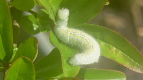 Macro-shot-of-a-caterpillar-making-a-nest-in-the-green-leaves