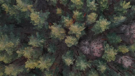 AERIAL:-Top-View-of-Forest-with-Pine-Tree-Peaks-on-Golden-Hour-Evening