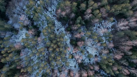 AERIAL:-Top-View-of-Forest-with-Melting-Snow-on-the-Ground-on-Spring-evening