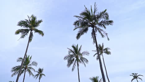 Low-angle-of-palm-trees.-Slow-motion
