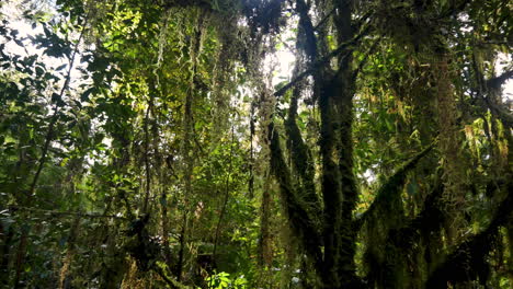 Mystical-shot-of-hanging-plants-and-leaves-of-tree-in-dense-jungle-during-sunny-day
