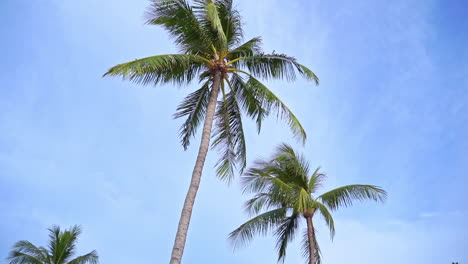 Coconut-palm-trees-on-cloudy-sky-background-and-daytime-slow-motion-pan-left