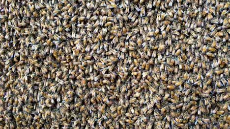 Nahaufnahme-Des-Bienenschwarms,-Der-Nektar-Saugt