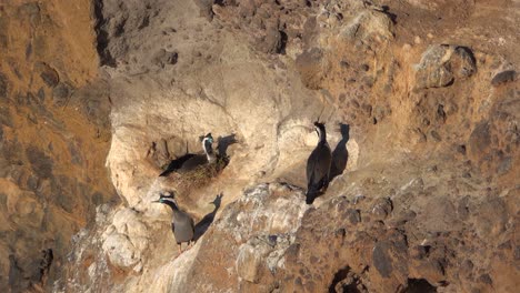 Spotted-Shag-Cormorant-sits-on-stick-nest-on-cliff-wall,-others-nearby