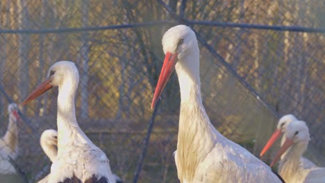 Close-shot-of-storks-in-captivity