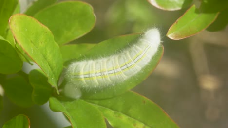 Shot-of-a-caterpillar-making-a-nest-in-the-green-leaves