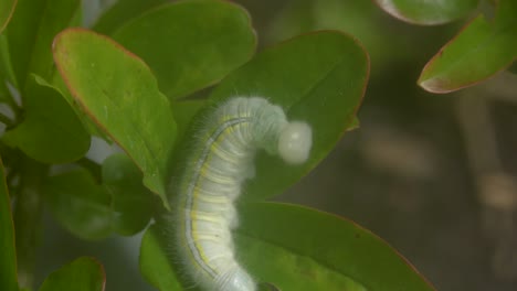 Macro-shot-of-a-green-caterpillar-making-a-nest-in-the-green-leaves