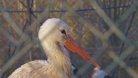 Close-portrait-shot-of-a-stork-in-captivity-behind-a-fence