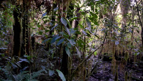 Pov-walk-through-deep-dense-mystic-jungle-with-different-plants-and-trees-in-wilderness