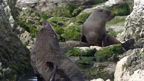 Big-male-Fur-Seal-enjoys-relief-of-long-back-scratch-with-hind-flipper