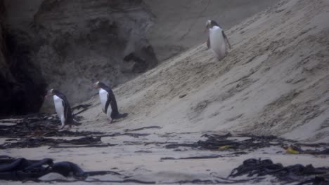 Three-cute-penguins-waddle-and-stagger-on-sandy-beach-with-seaweed