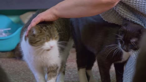 Close-shot-of-the-hand-of-a-woman-petting-cats
