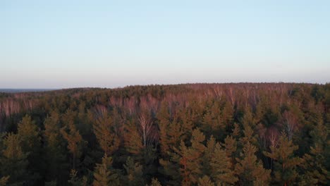 Antenne:-Gipfel-Von-Waldbäumen,-Die-Vom-Sonnenuntergang-Mit-Satter-Roter-Farbe-Bemalt-Sind