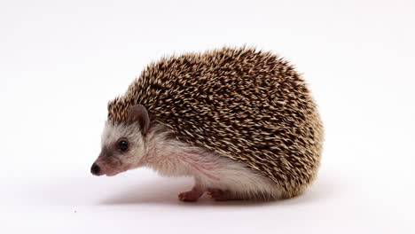 Extremely-cute-hedgehog-turning-around-on-white-background---close-up