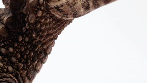 Dwarf-Caiman-claws-close-up---slowly-tilting-up-to-reveal-teeth