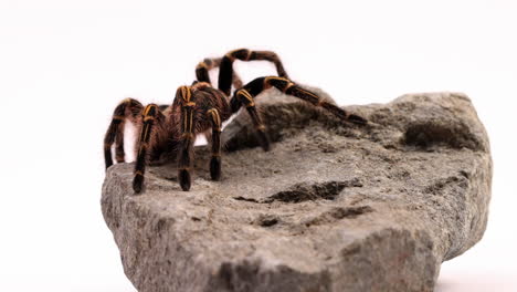Tarantula-climbs-up-from-behind-rock---isolated-on-white-background