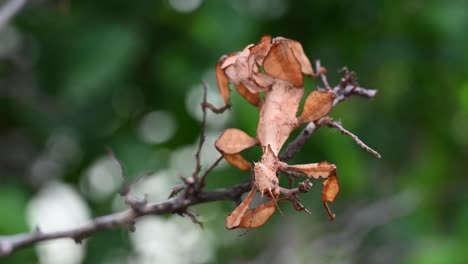 Giant-Prickly-Stick-Insect,-Extatosoma-tiaratum,-an-individual-seen-on-top-of-a-bare-twig,-looks-like-an-alien,-barely-moving-as-it-pretends-to-be-part-of-the-twig-as-a-dead-leaf