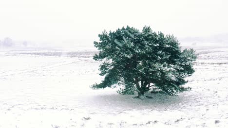 Lone-Tree-On-Snow-Covered-Landscape-During-A-Stormy-Winter-Day-In-Veluwe-National-Park-In-Gelderland,-Netherlands---Static-Shot