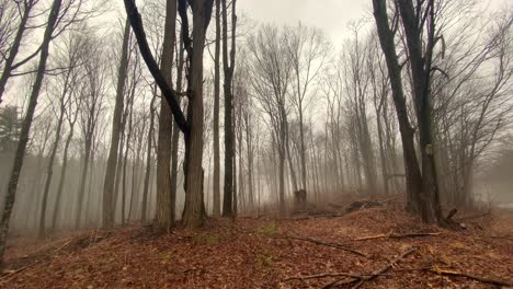 Un-Bosque-Misterioso-Y-Neblinoso-En-Las-Montañas-Apalaches-En-Un-Día-Lluvioso-Y-Triste