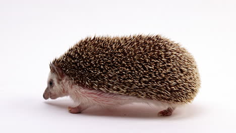 Hedgehog-walking-around-sniffing-isolated-on-white-background---close-up