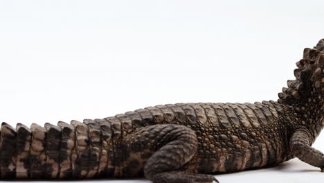 Dwarf-Caiman-crocodile-isolated-on-white-background---pan-from-tail-to-head-reveal-shot