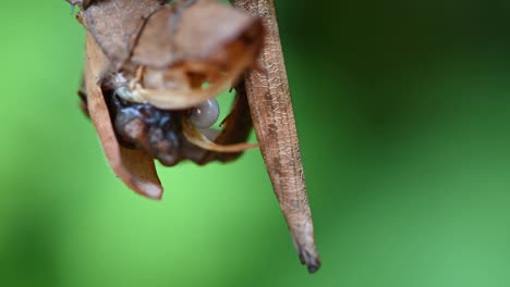 Insecto-De-Palo-Espinoso-Gigante,-Extatosoma-Tiaratum,-Parte-Trasera-De-Un-Individuo-Que-Contrae-Algunos-Huevos-Para-Salir,-Fondo-De-Boquilla-Verde-Suave
