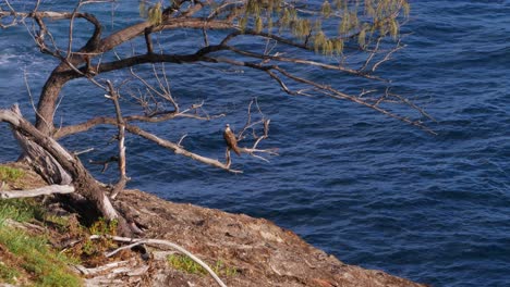 Brahminy-Kite-Perching-On-Tree-Branch-With-Calm-Blue-Sea-In-Background