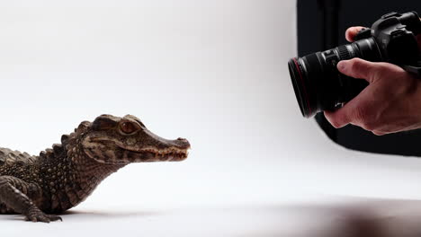 Photographer-taking-photos-of-Dwarf-Caiman-crocodile-isolated-on-white-background---getting-dangerously-close-within-inches-of-snapping-jaws