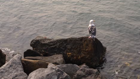 White-seagull-bird-sitting-on-rocky-ocean-harbor-shore-looking-out-at-the-water-scavenging-for-food---4K