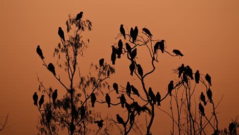 Black-eared-Kite,-Milvus-lineatus,-Pak-Pli,-Nakhon-Nayok,-Thailand