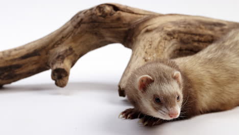 Ferret-laying-down-relaxing-in-front-of-tree-branch-isolated-on-white-background---close-up-on-face