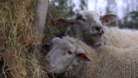 Close-up-view-of-heads-of-two-sheep-chewing-hay-from-a-feeder