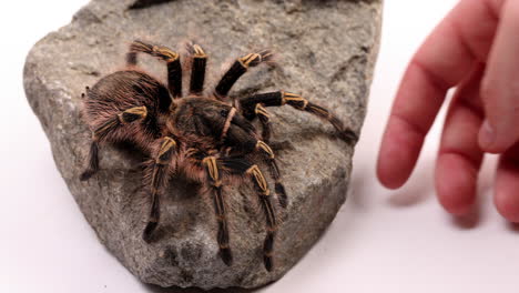 Tarantula-owner-tries-to-pick-up-spider-who-is-crawling-on-rock---close-up