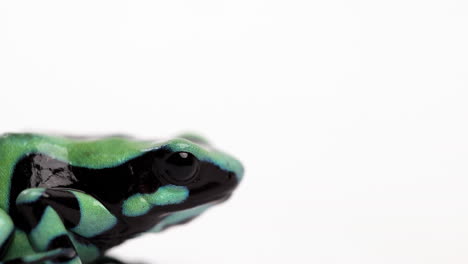 Poisonous-dart-frog---isolated-against-white-background---close-up-on-face---side-profile
