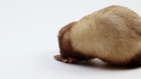Ferret-sniffs-around---side-profile-close-up---isolated-on-white-background