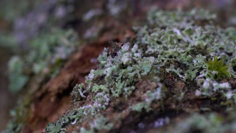 Extreme-macro-of-a-dead-branch-covered-with-lichens-and-mosses