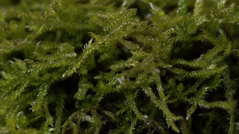 Extreme-macro-of-a-dense-yellowish-green-clump-of-moss